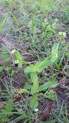 Valerianella radiata