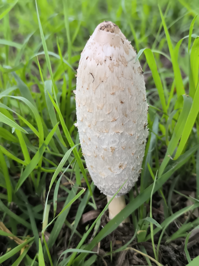 Coprinus comatus · April 2026 · photo: © nicokayak (iNaturalist, cc-by)
