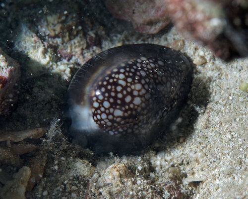 Monetaria caputserpentis observed 2026-04-04