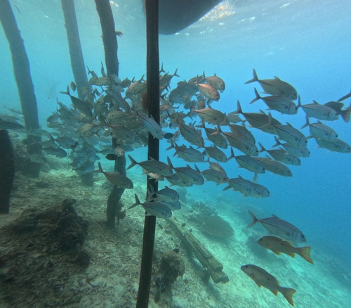 Caranx sexfasciatus