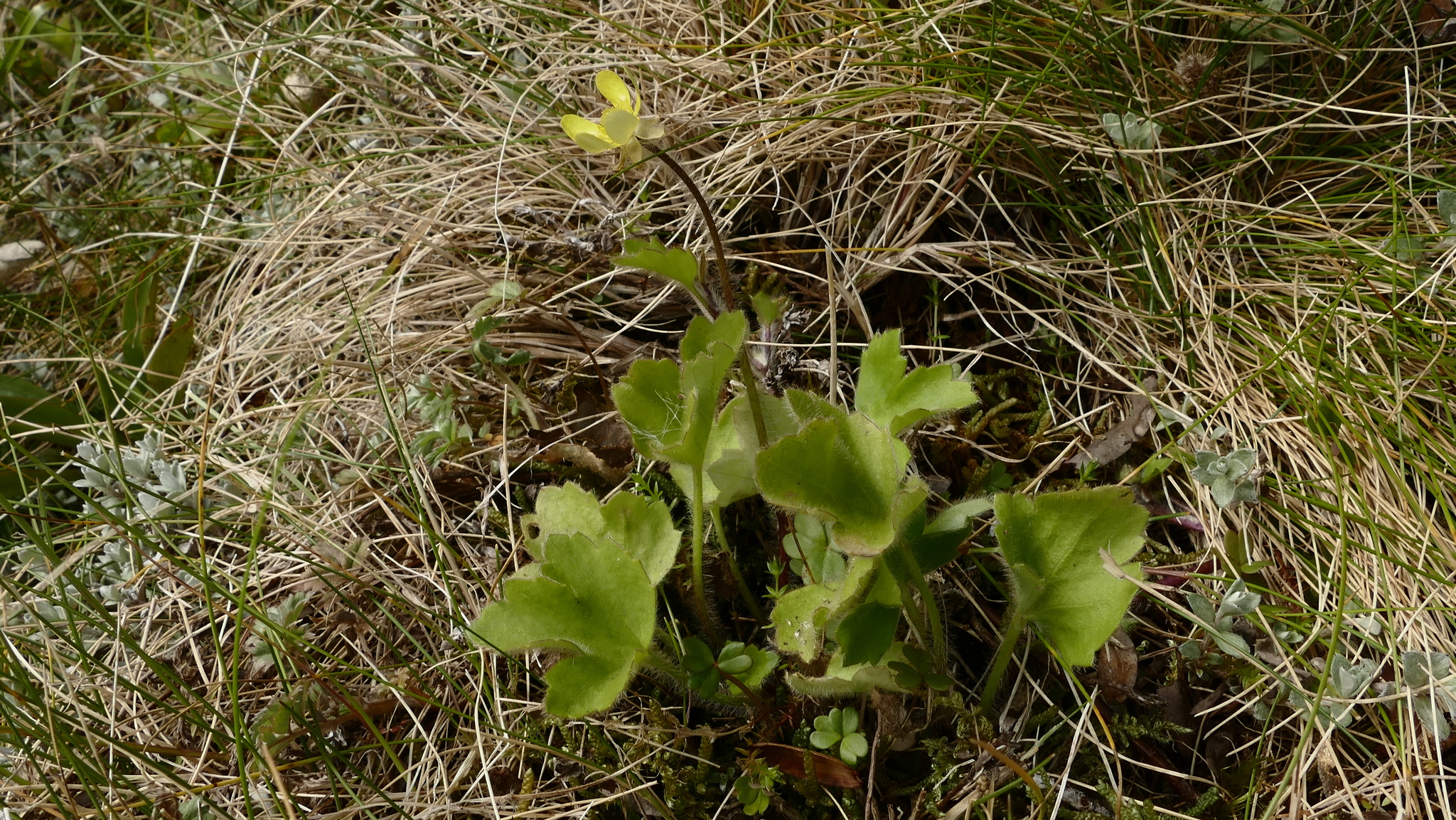 Ranunculus altus - Growing Guide & Care Tips | BioGardens.org