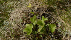 Ranunculus altus
