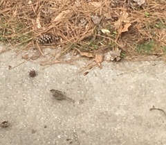 Spizella passerina passerina