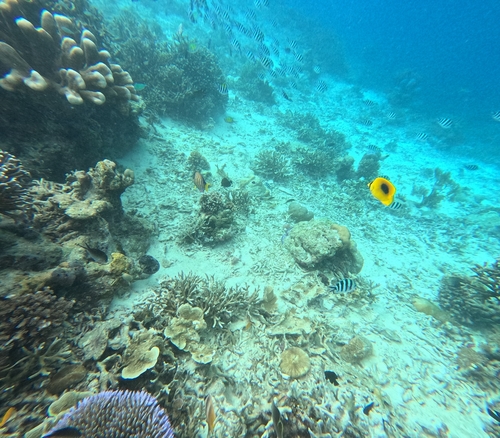 Chaetodon speculum