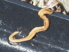 Bipalium adventitium