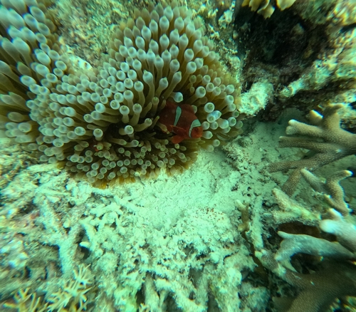 Amphiprion biaculeatus