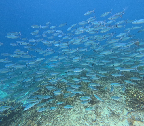 Caesio caerulaurea