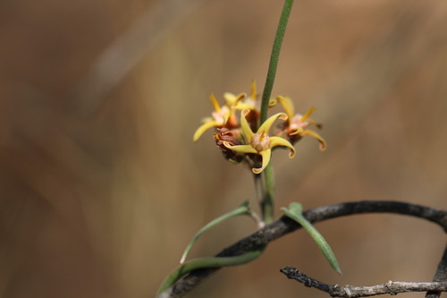Tweedia birostrata, photograph 6
