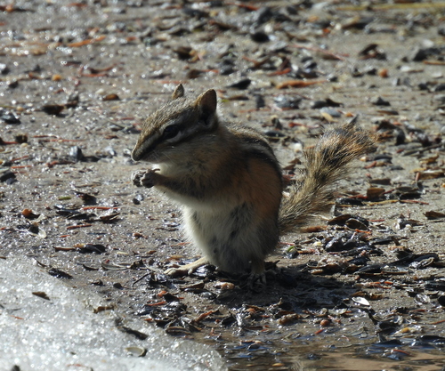 Least Chipmunk observed by t-ssly
