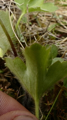 Ranunculus altus