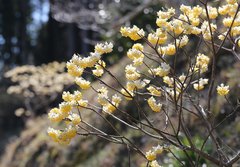 Edgeworthia chrysantha