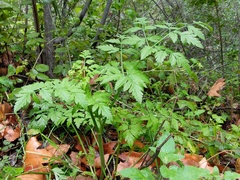 Osmorhiza brachypoda