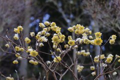 Edgeworthia chrysantha