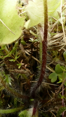 Ranunculus altus