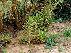 Crassula perfoliata coccinea