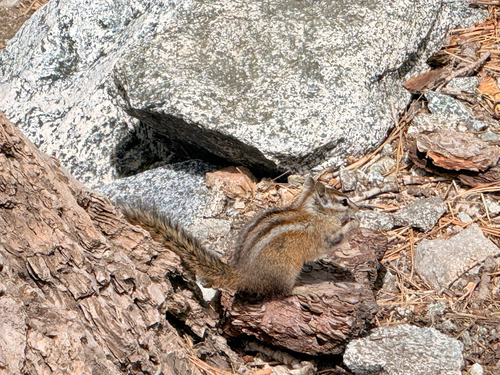 Merriam's Chipmunk observed by hanmei_tang