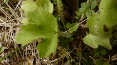 Ranunculus altus