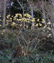 Edgeworthia chrysantha