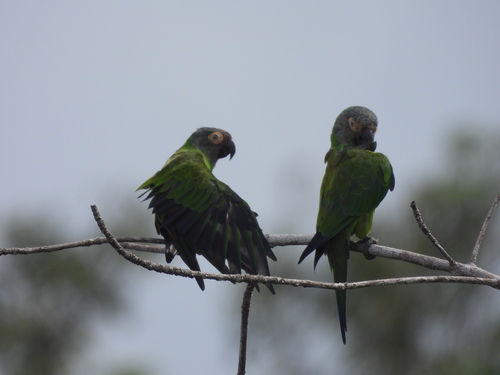 Dusky-headed Parakeet