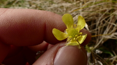 Ranunculus altus