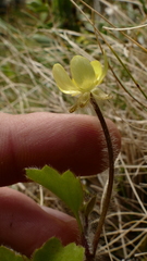 Ranunculus altus