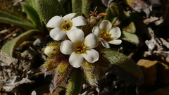 Myosotis traversii