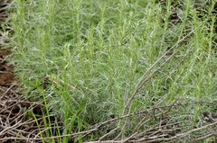 Artemisia californica