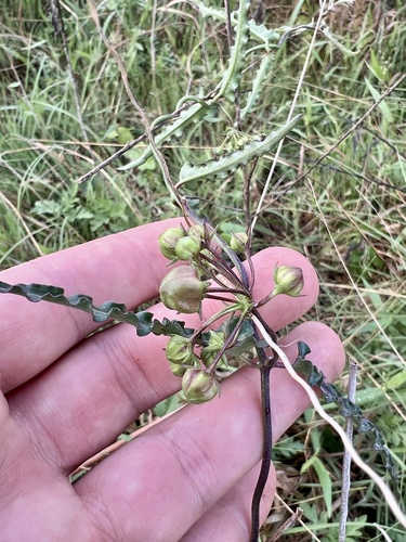 wavyleaf twinevine (Funastrum crispum)