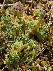 Alchemilla arvensis