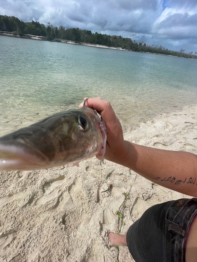 Blue-nose (Sillago ciliata) — Sillaginidae