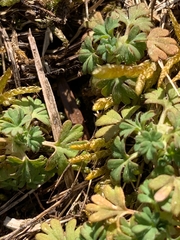 Alchemilla arvensis