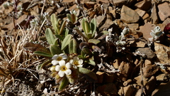 Myosotis traversii