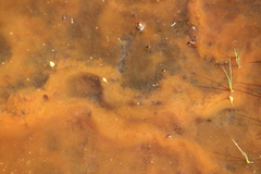Gallionellaceae