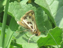 Hylephila fasciolata