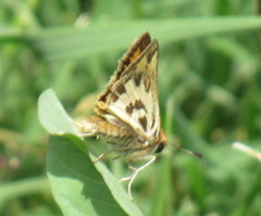 Hylephila fasciolata