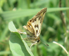 Hylephila fasciolata