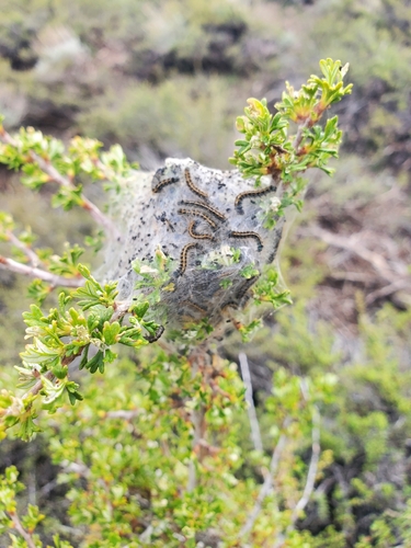 iNaturalist observation photo of Western Tent Caterpillar Moth