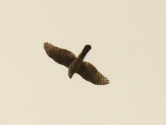 Accipiter cooperii