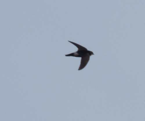 Little Swift