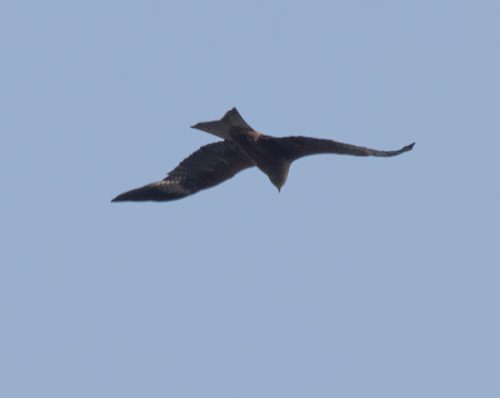 Black Kite