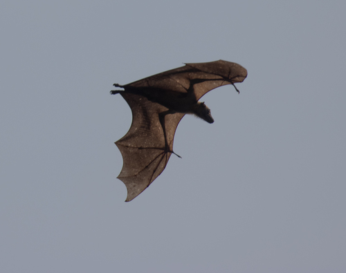 Straw-coloured Fruit Bat