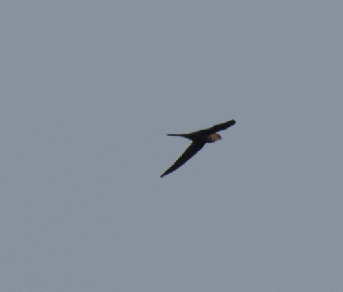 African Palm Swift