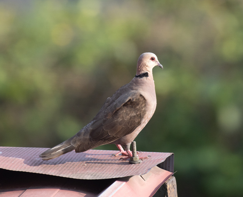 Red-eyed Dove