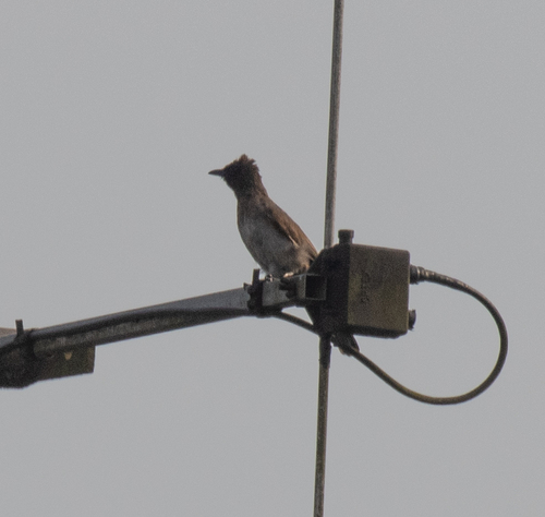 Common Bulbul