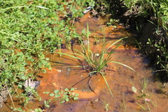 Gallionellaceae