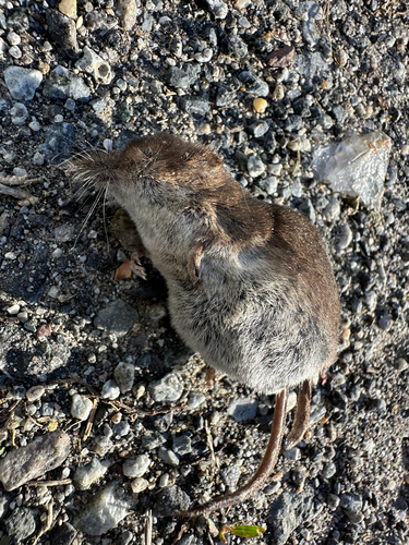 Masked Shrew observed by rubebri