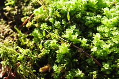 Plagiomnium venustum