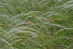 Stipa ucrainica