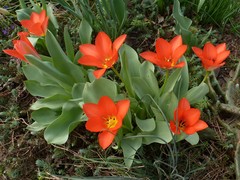 Tulipa fosteriana