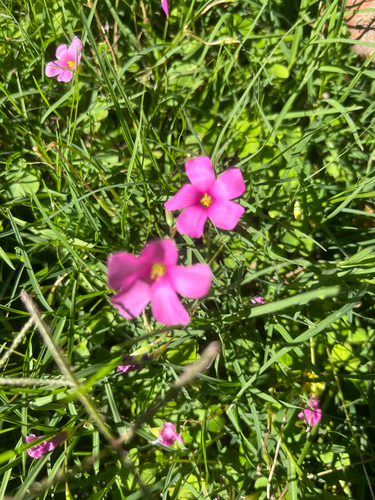 Oxalis hispidula (Oxalis hispidula)